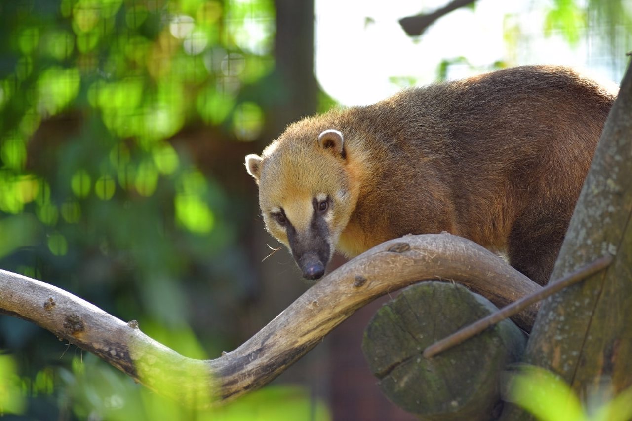 Lutsk Zoo