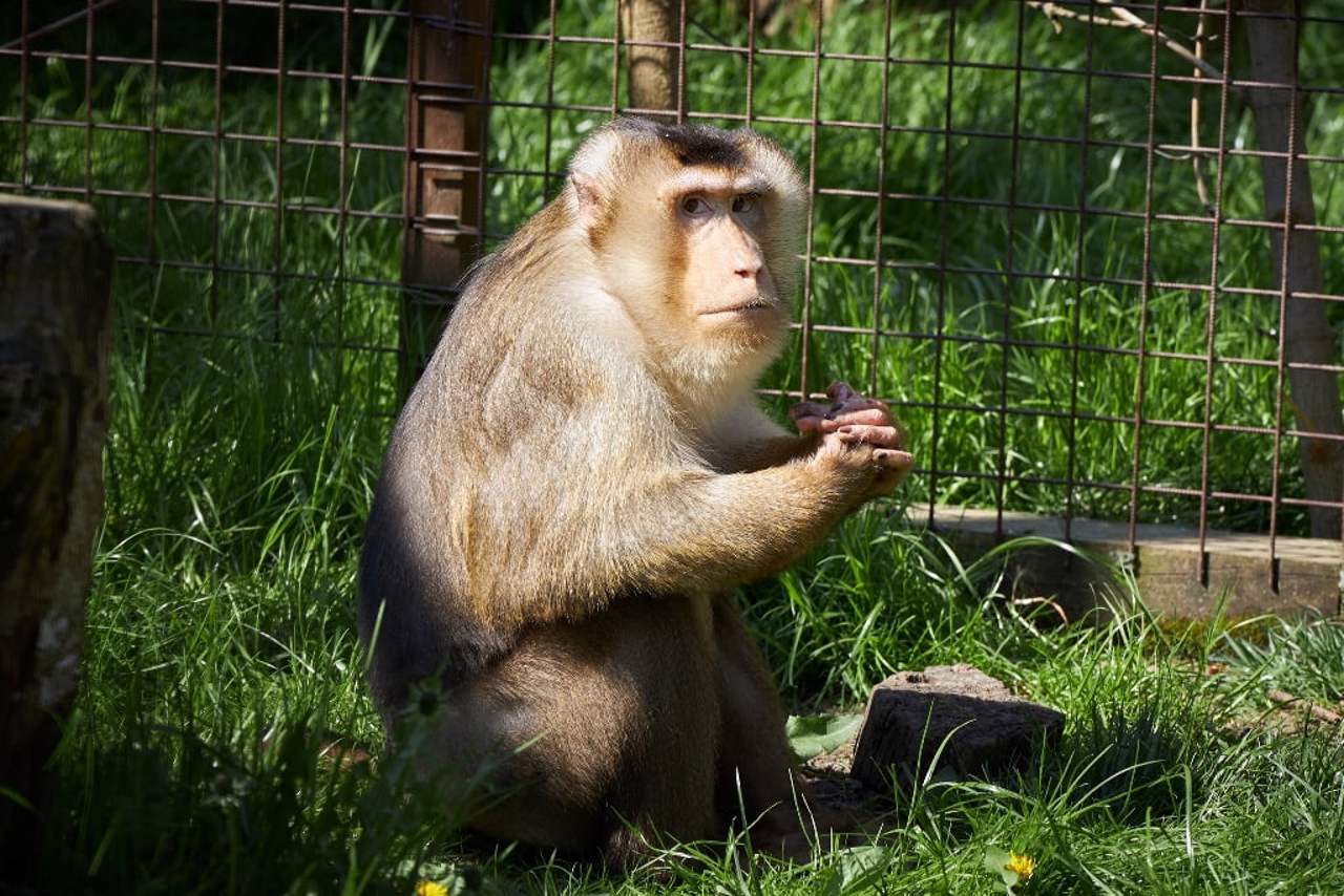 Lutsk Zoo