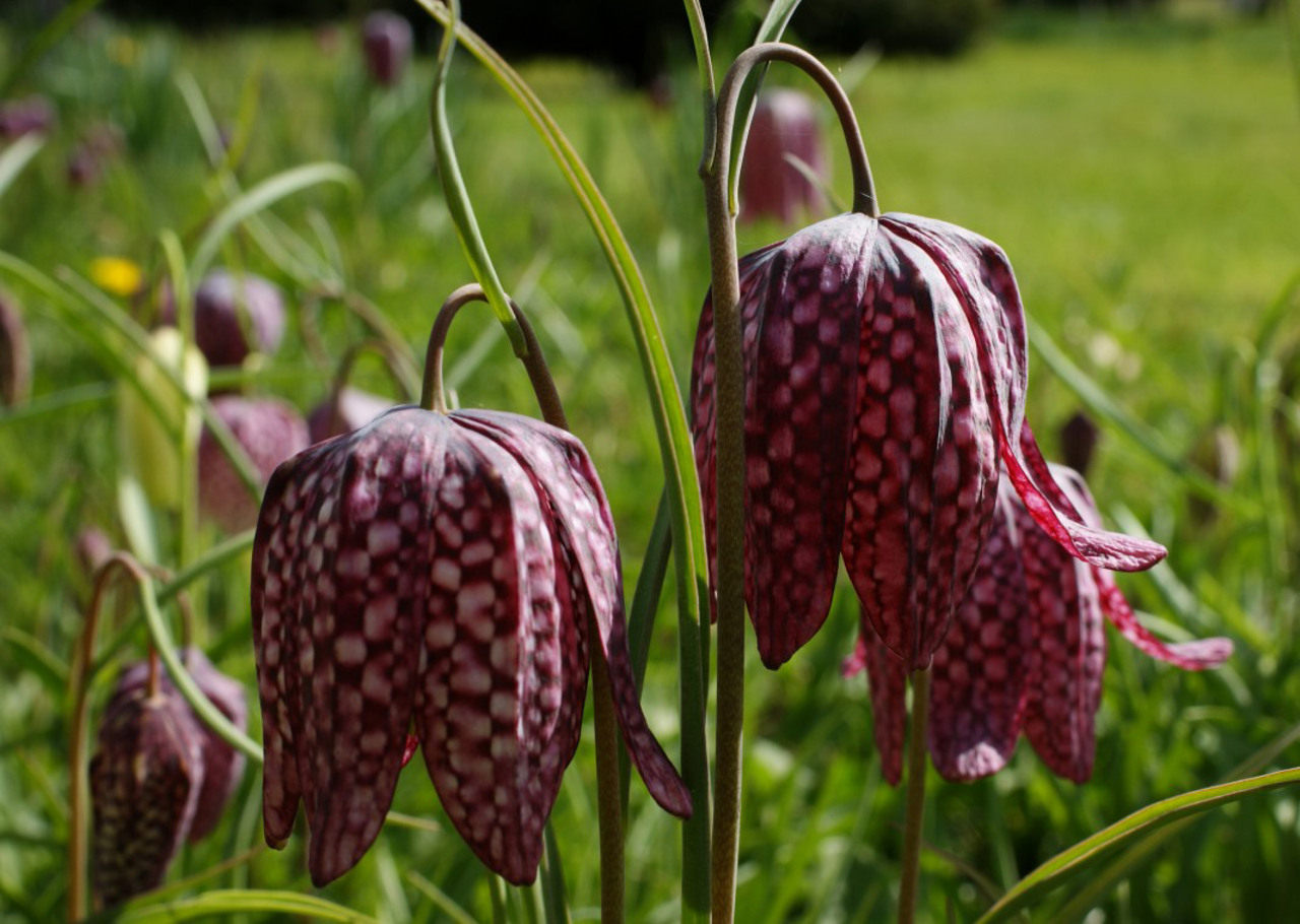 Wild Tulips Valley, Naditychi