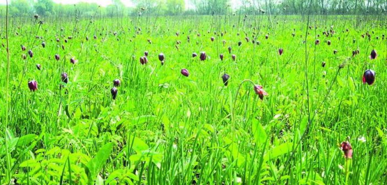 Wild Tulips Valley, Naditychi