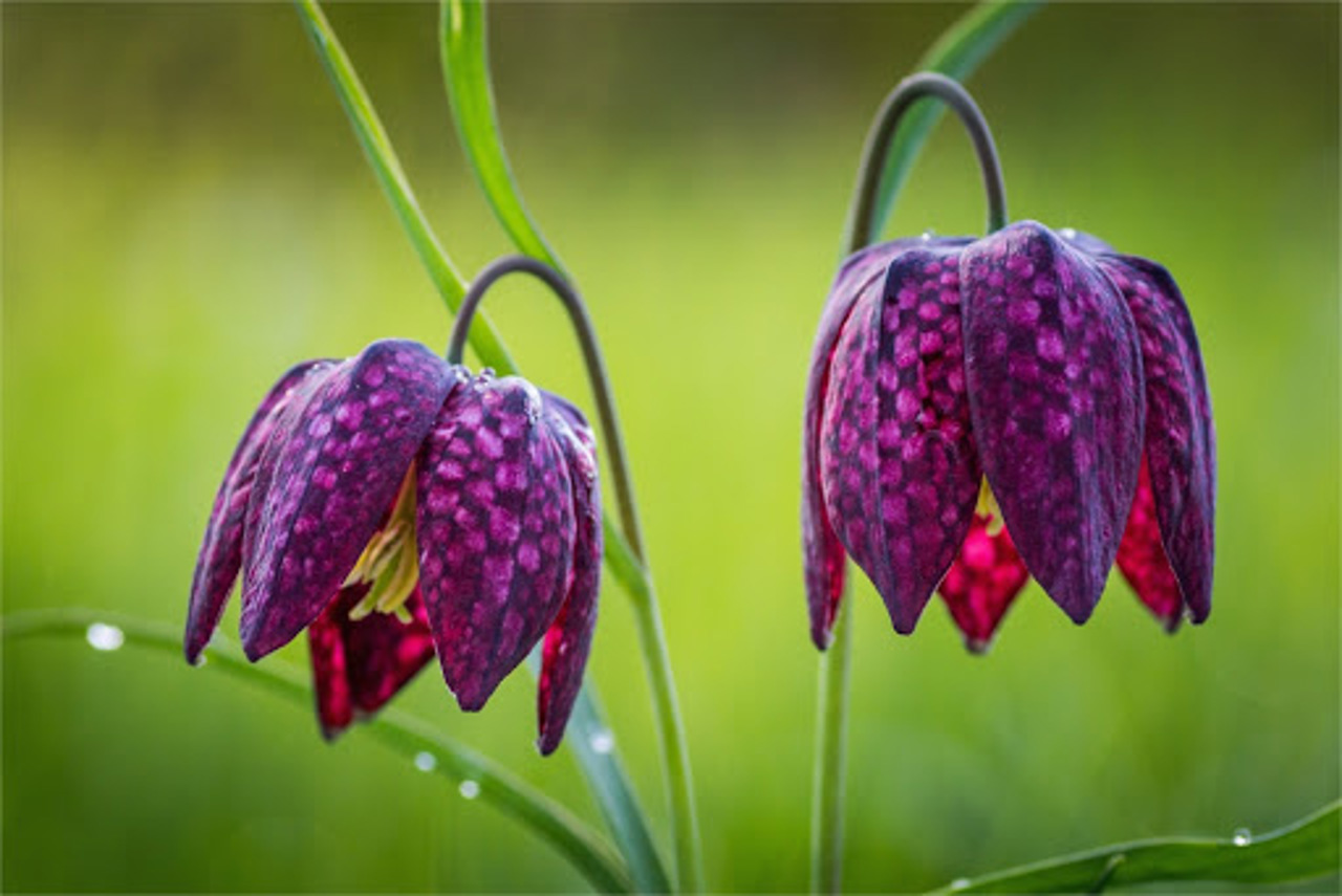 Wild Tulips Valley, Naditychi