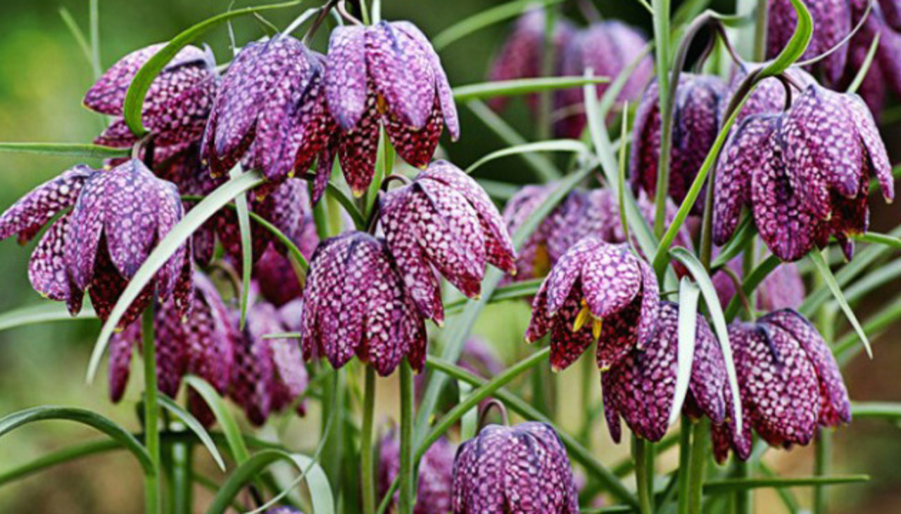 Wild Tulips Valley, Naditychi