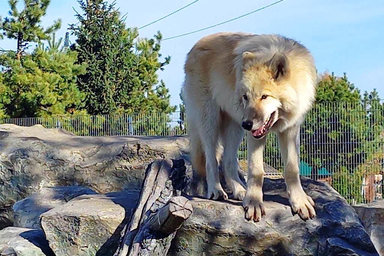 Podilsky Zoo, Vinnytsia