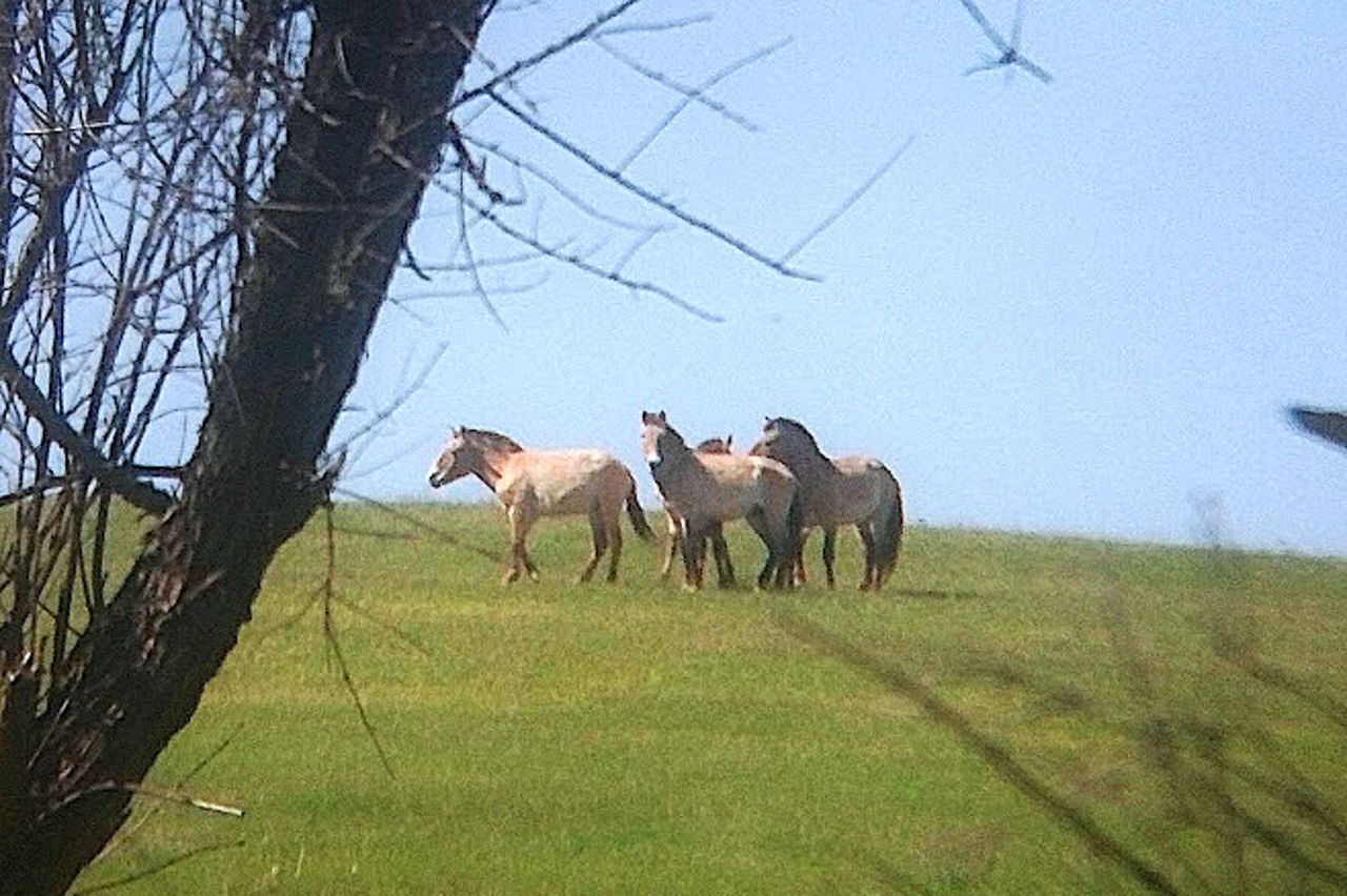 Reserve "Haychur" (Tavriya), Ternuvate