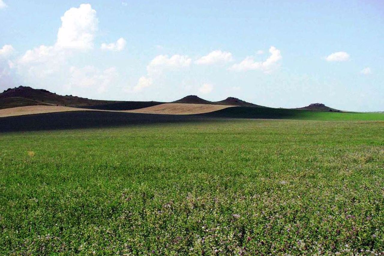 Заказник "Товтра Вербецька", Вербка