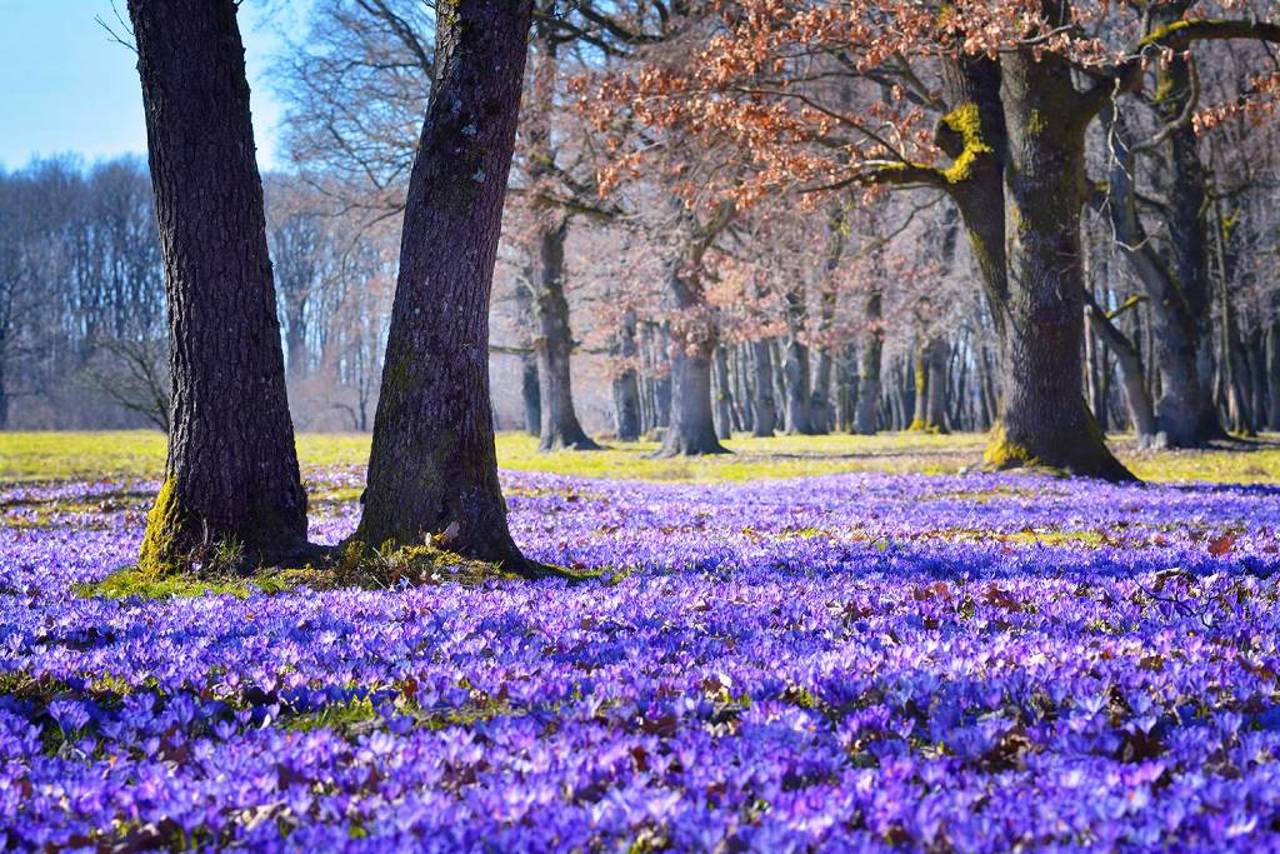 Arboretum Berezynka