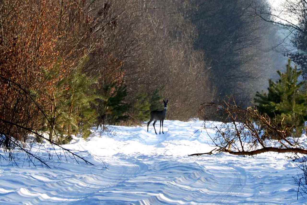 Northern Podillya National Nature Park