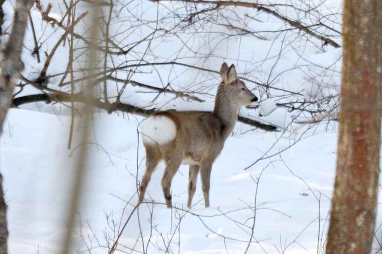 Northern Podillya National Nature Park