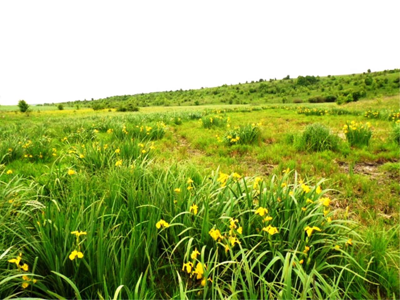 Irises Valley, Snitkiv