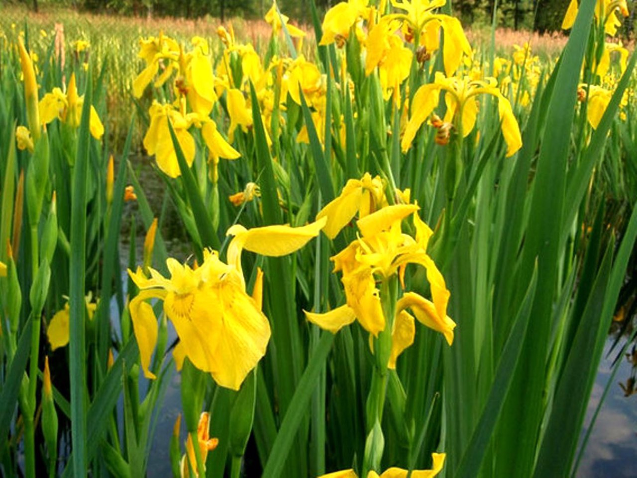Irises Valley, Snitkiv