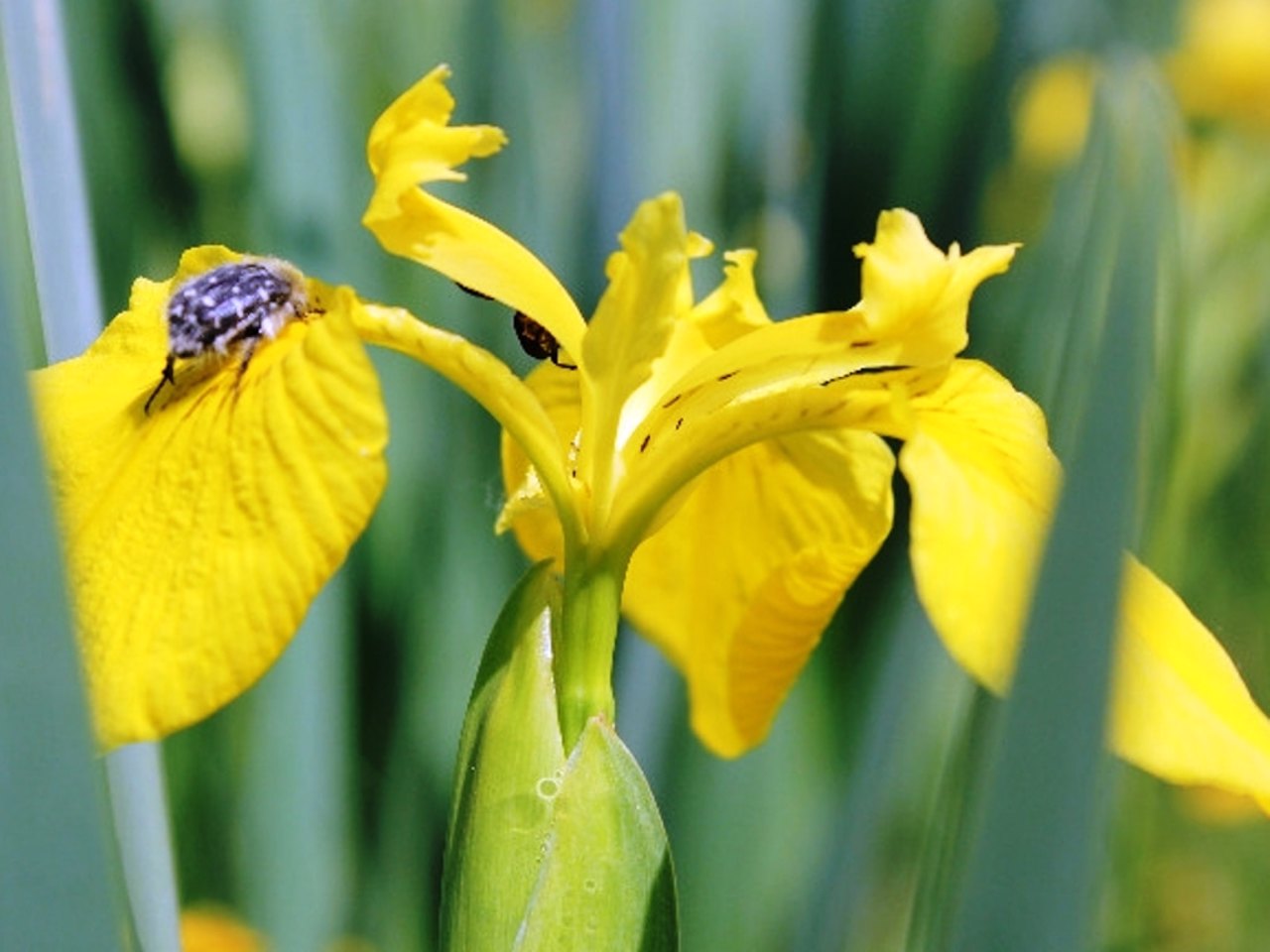 Irises Valley, Snitkiv