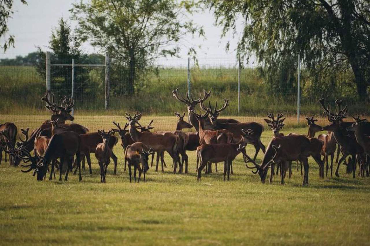 Medvyno Safari Park