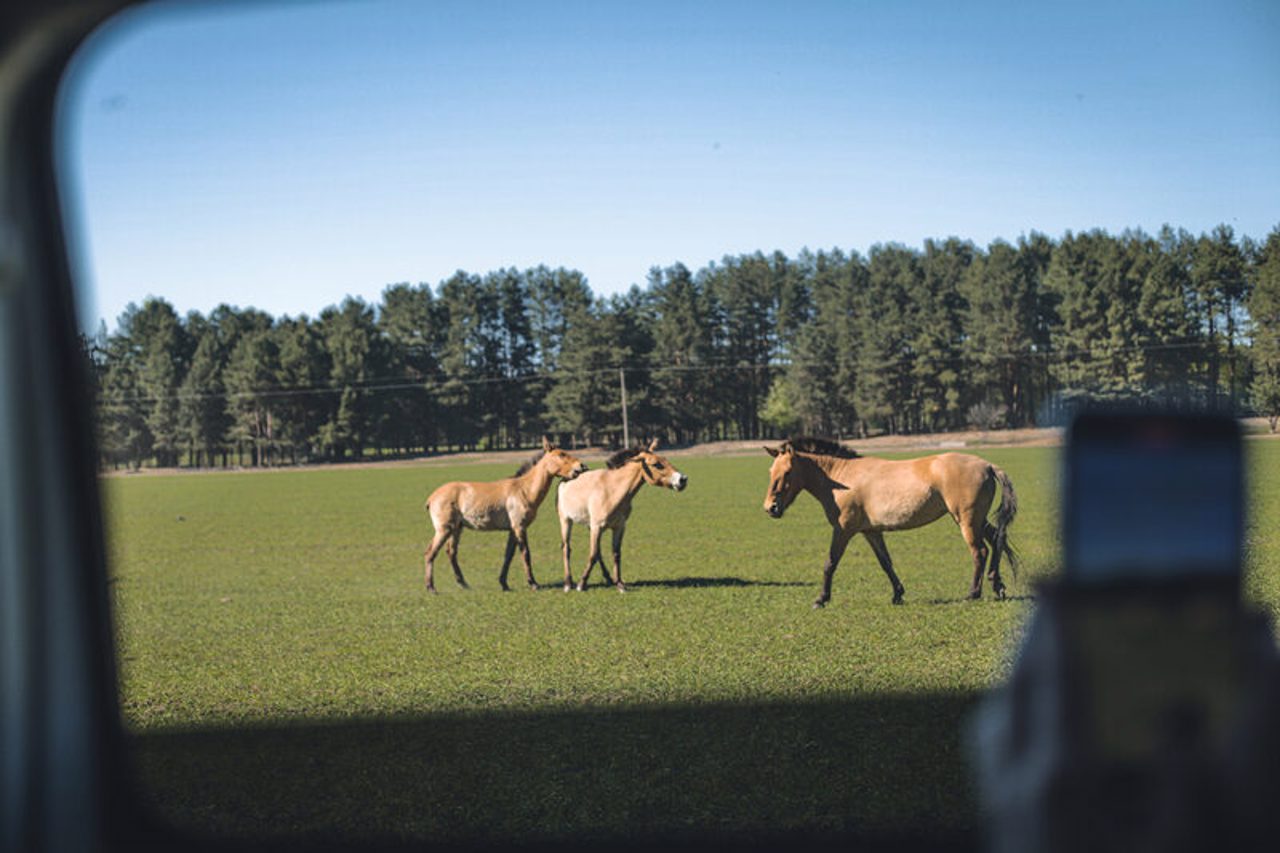 Medvyno Safari Park