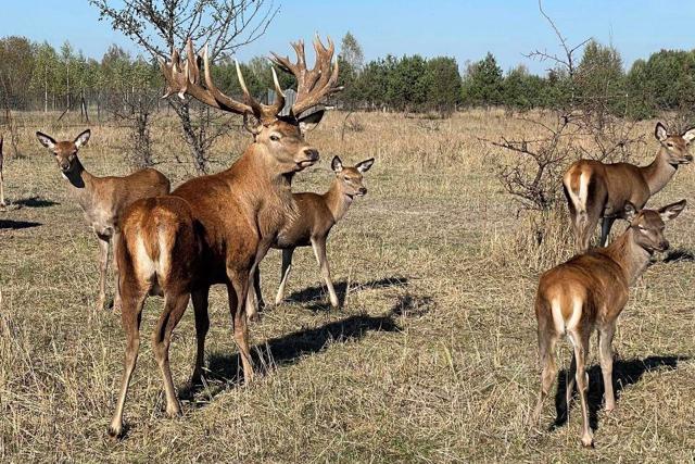 Deer Park "Na Rogah", Musiiky