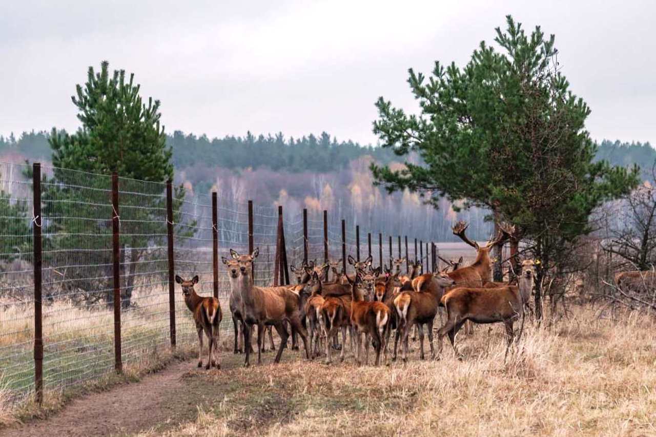 Deer Park "Na Rogah", Musiiky