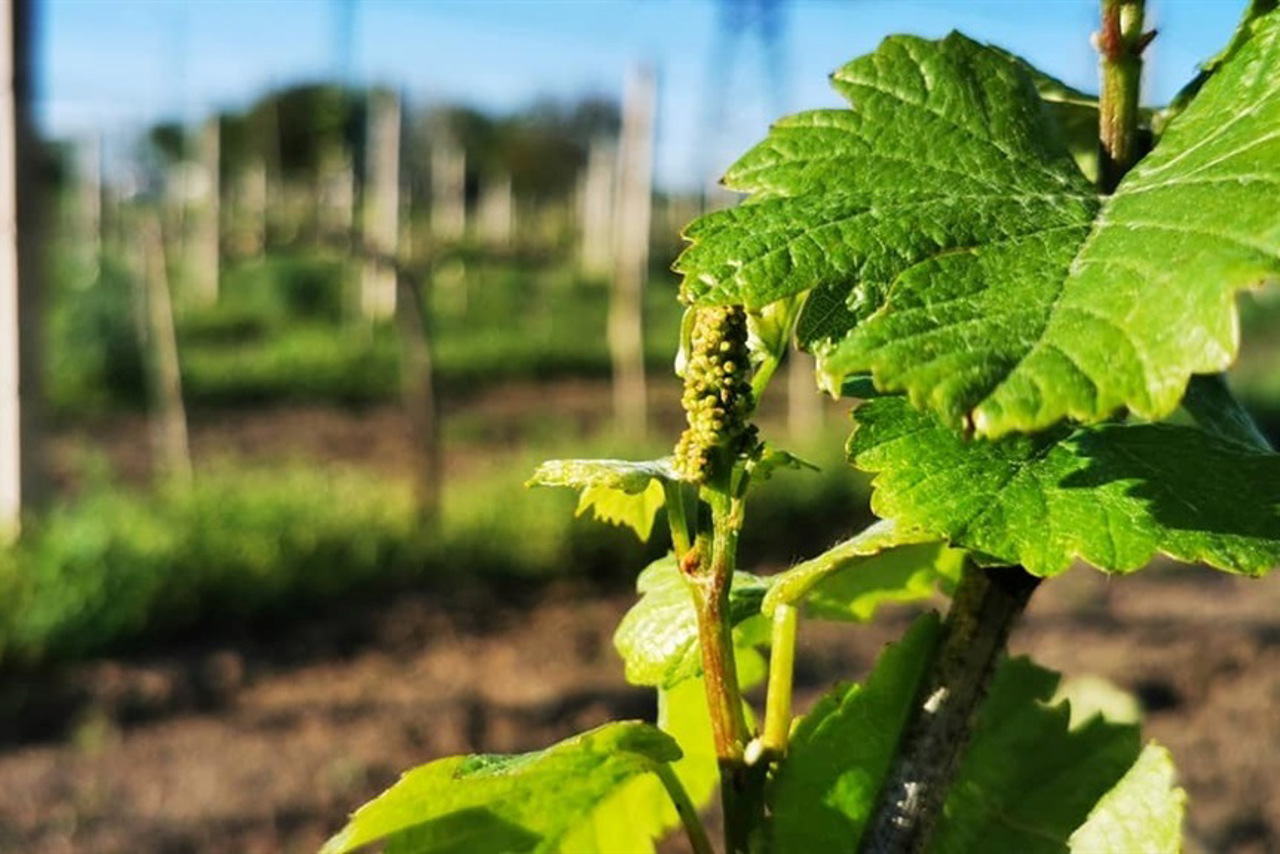 SHEVINO Winery, Biliaivka