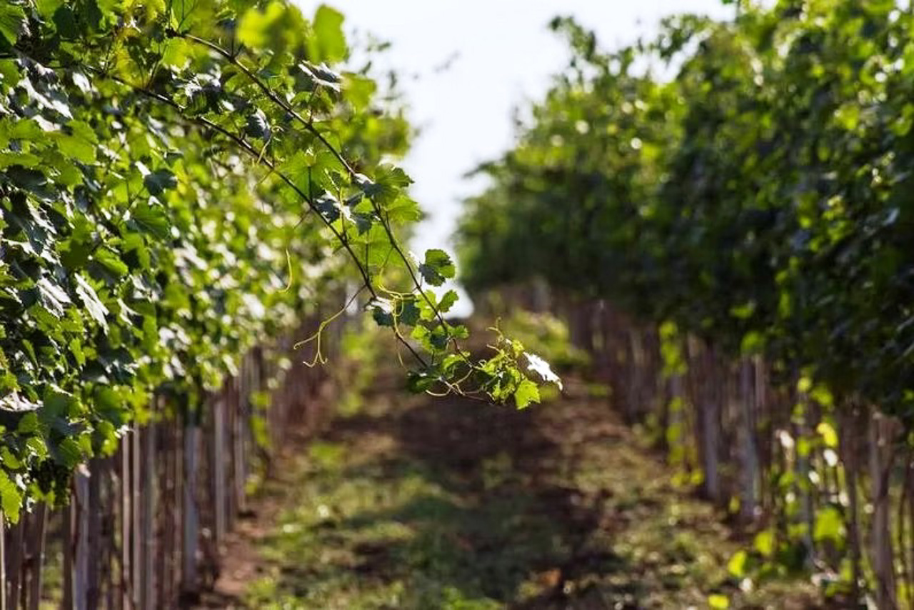 SHEVINO Winery, Biliaivka