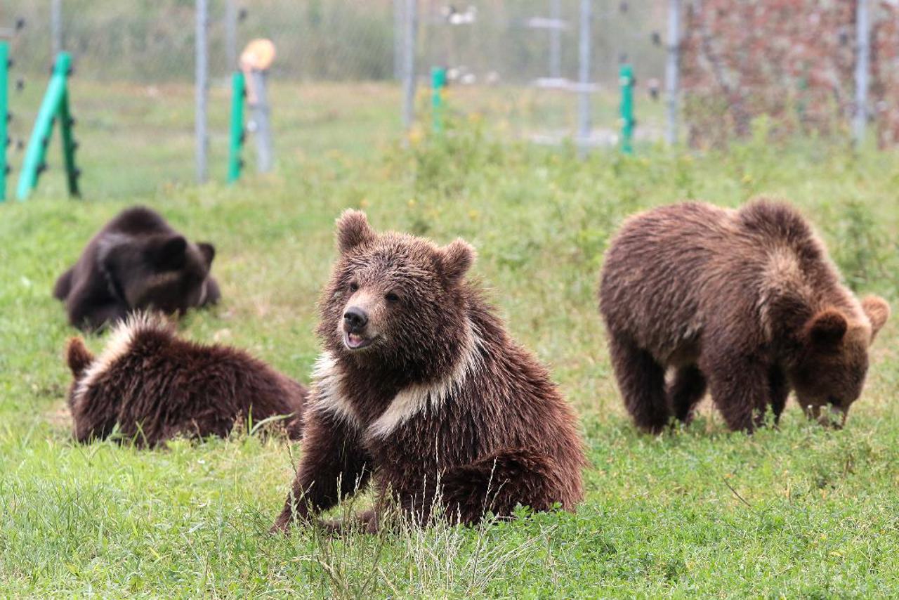 Bear Sanctuary "Domazhyr", Zhornyska