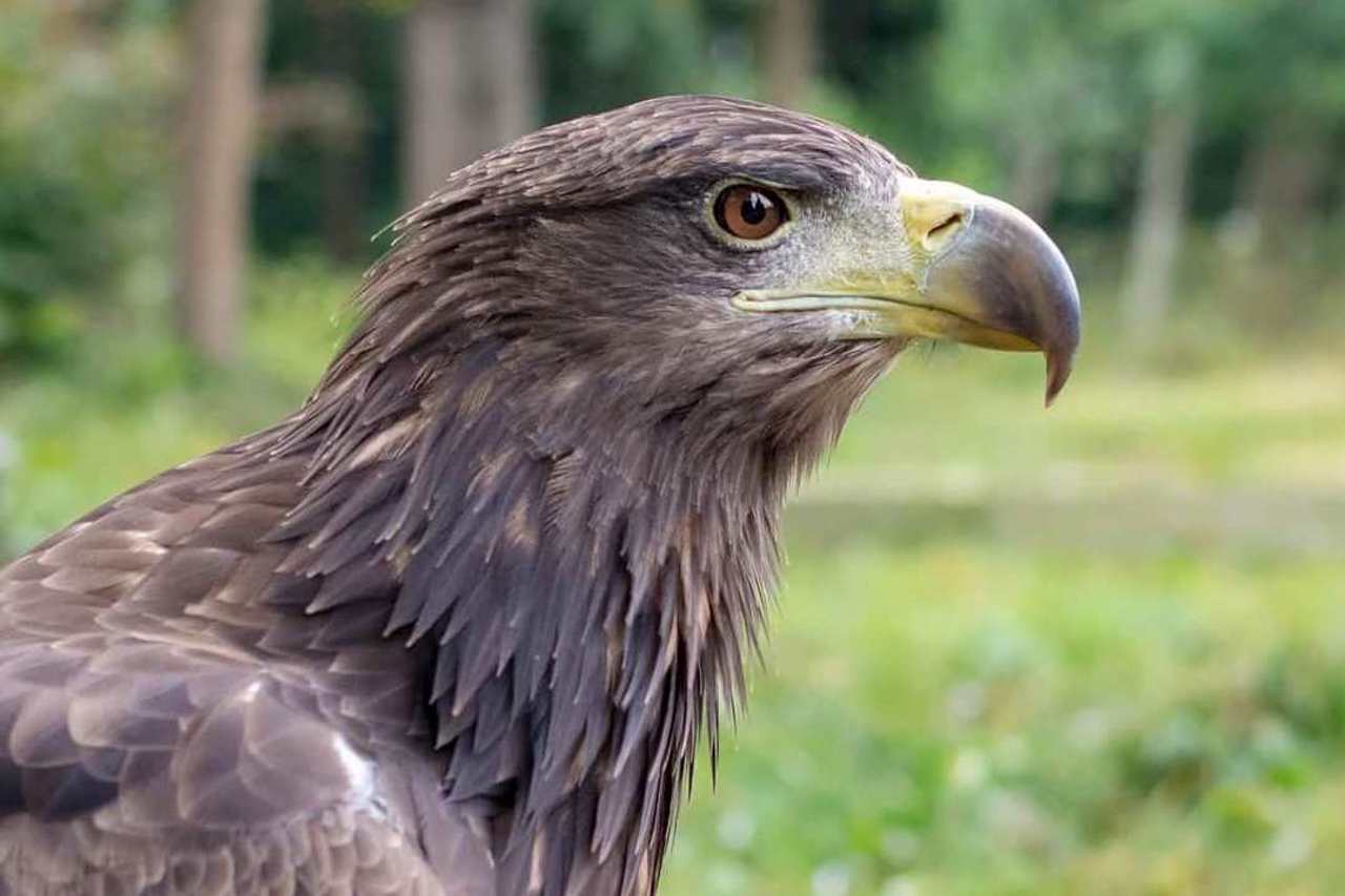 Wild Animal Rehabilitation Center "Halytskyi", Krylos