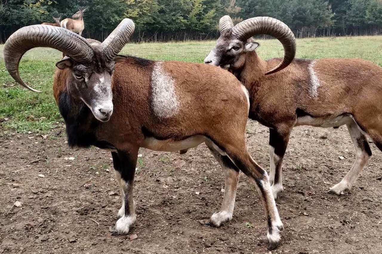 Wild Animal Rehabilitation Center "Halytskyi", Krylos