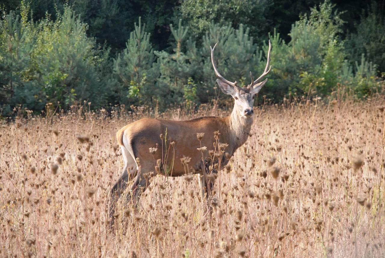 Wild Animal Rehabilitation Center "Halytskyi", Krylos