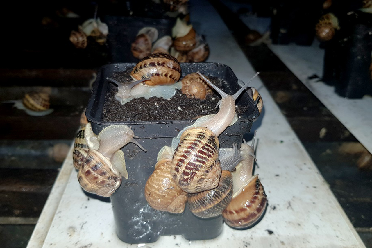 Ecofarm "Bessarabia Snails", Safyany