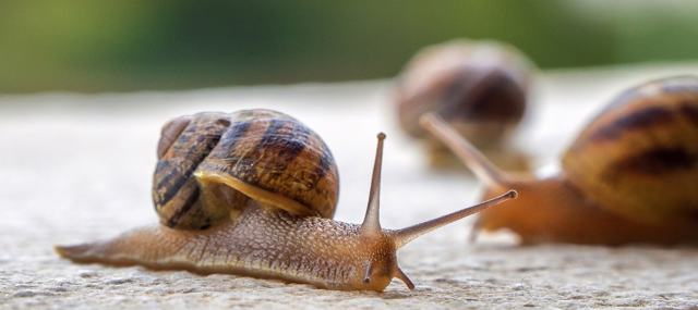 Ecofarm "Bessarabia Snails", Safyany