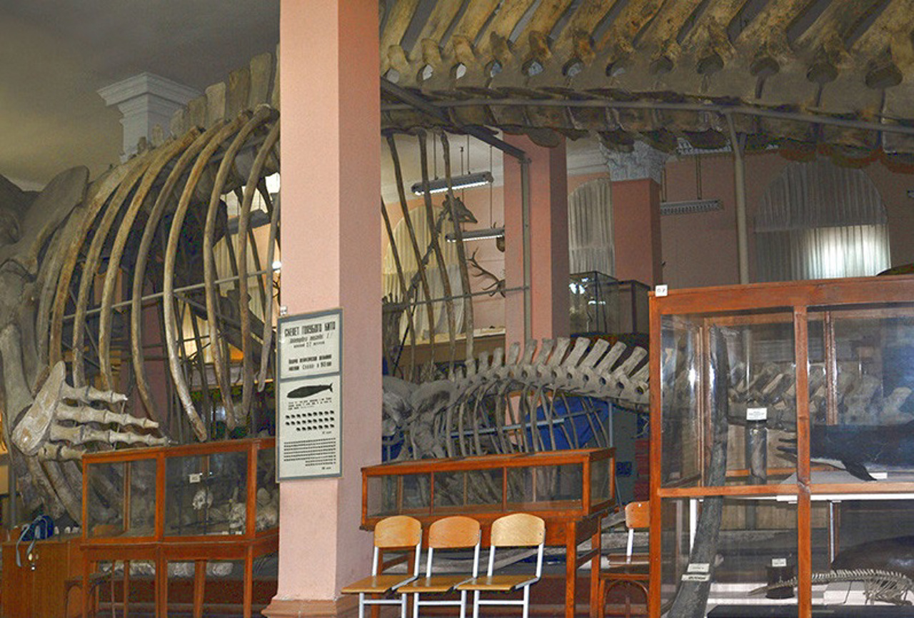 Zoological Museum, Odesa