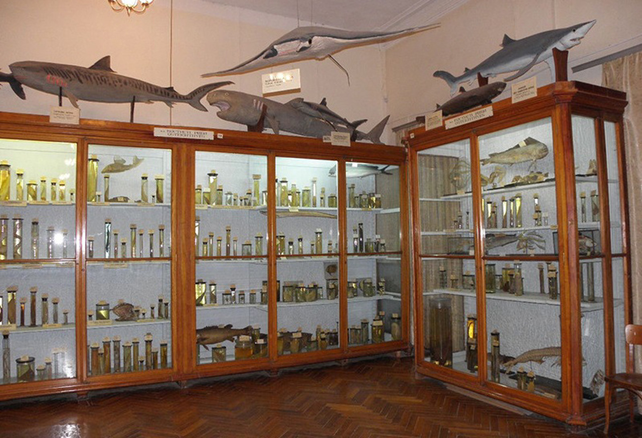 Zoological Museum, Odesa