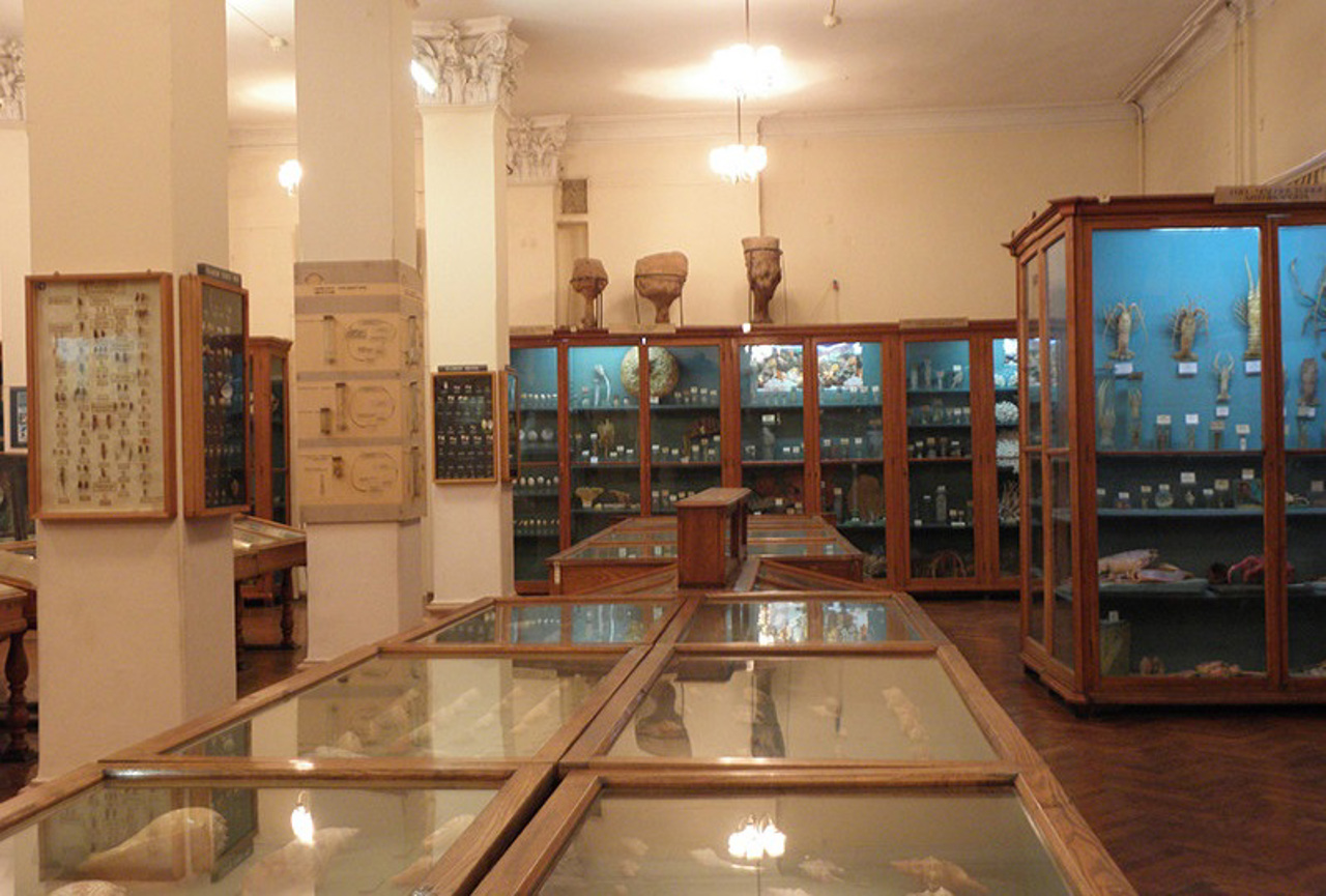 Zoological Museum, Odesa