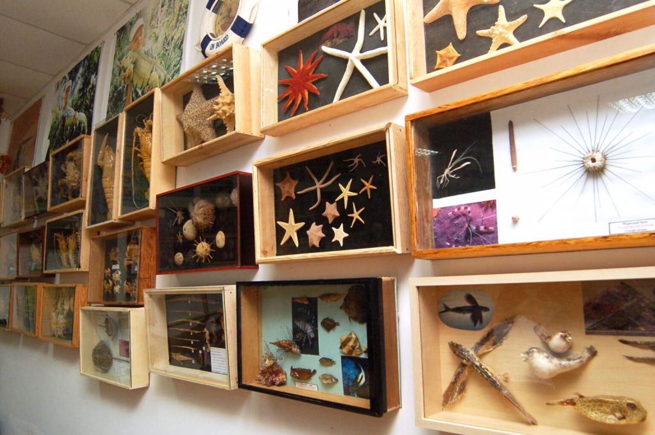 Zoological Museum, Rivne