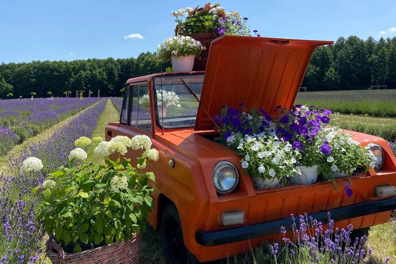 Парк "Квітоліс", Свидники