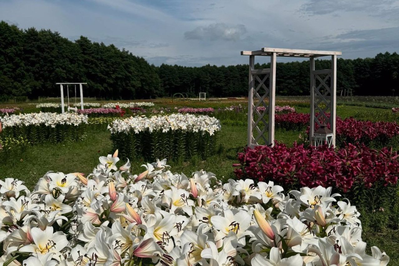 Парк "Квітоліс", Свидники