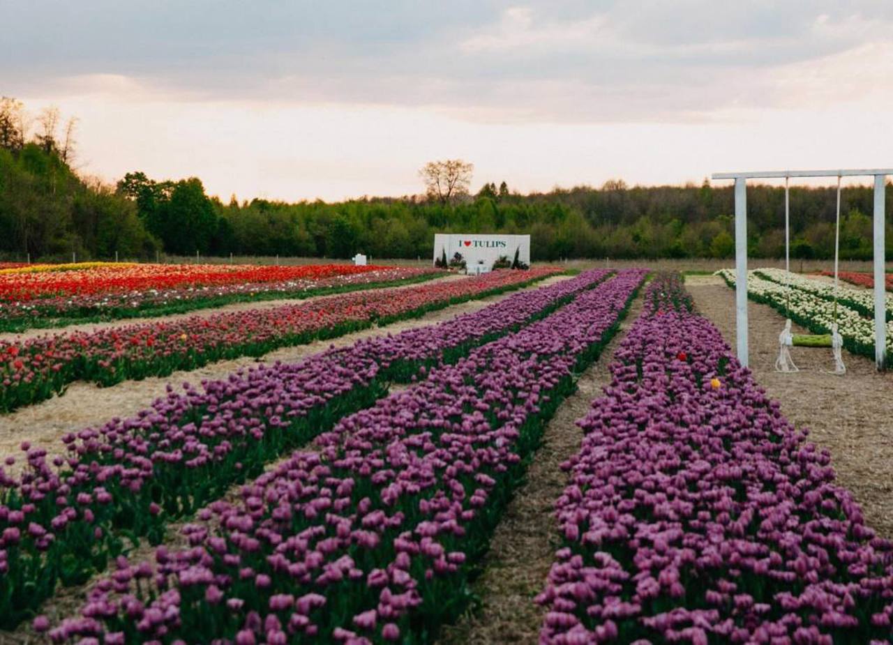 Парк "Квітоліс", Свидники