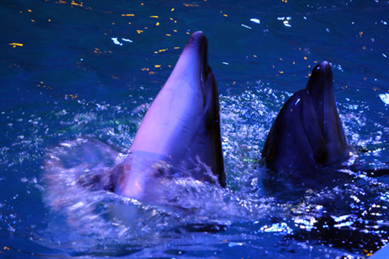 Dolphinarium "Nemo", Kyiv