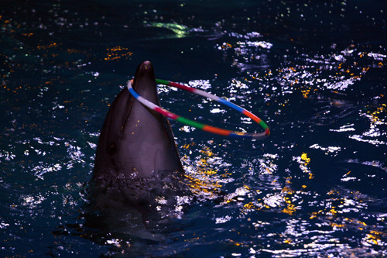 Dolphinarium "Nemo", Kyiv