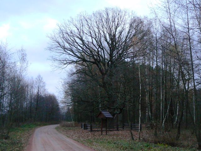 Oak "Chudodiy", Vyshpil