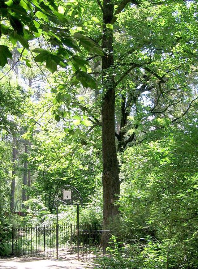 Tulip Tree, Vorzel