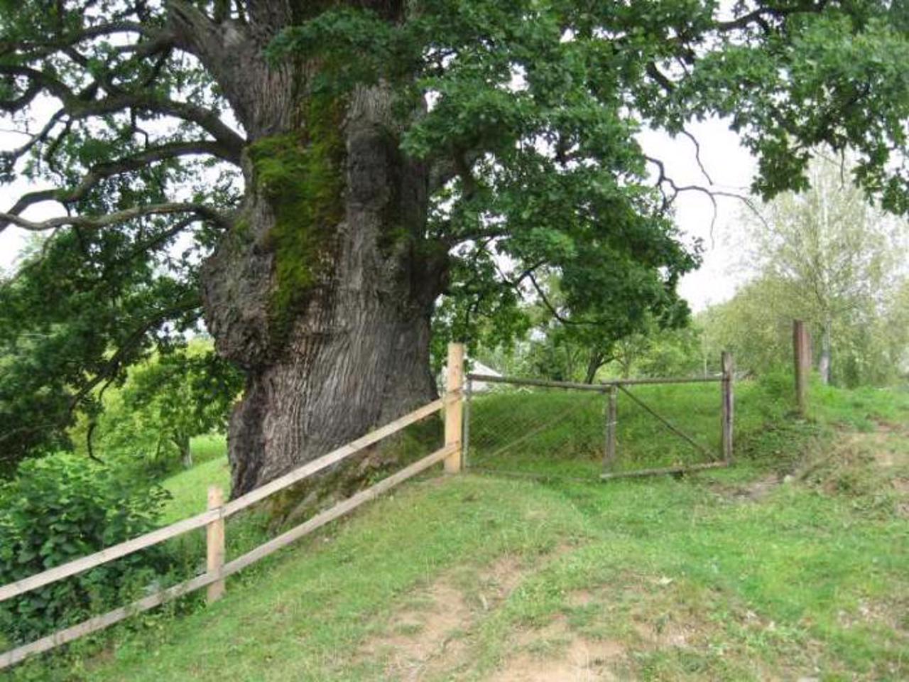 Grandfather-Oak, Stuzhytsia