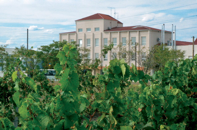 Koblevo Winery, Vynohradne