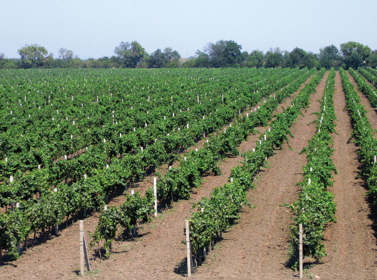 Koblevo Winery, Vynohradne