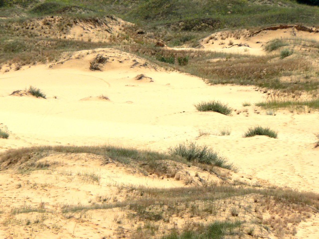 Oleshky Sands, Radensk