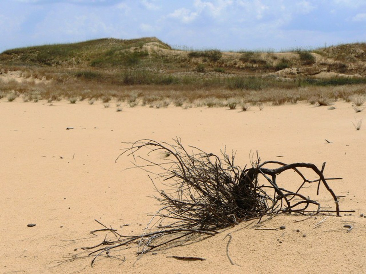 Oleshky Sands, Radensk