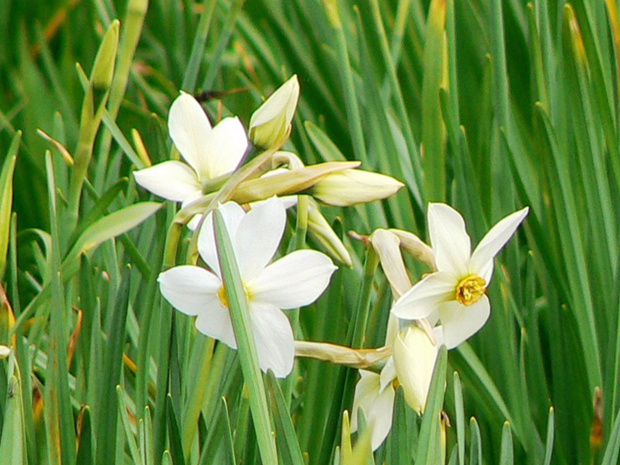 Narcissus valley, Khust