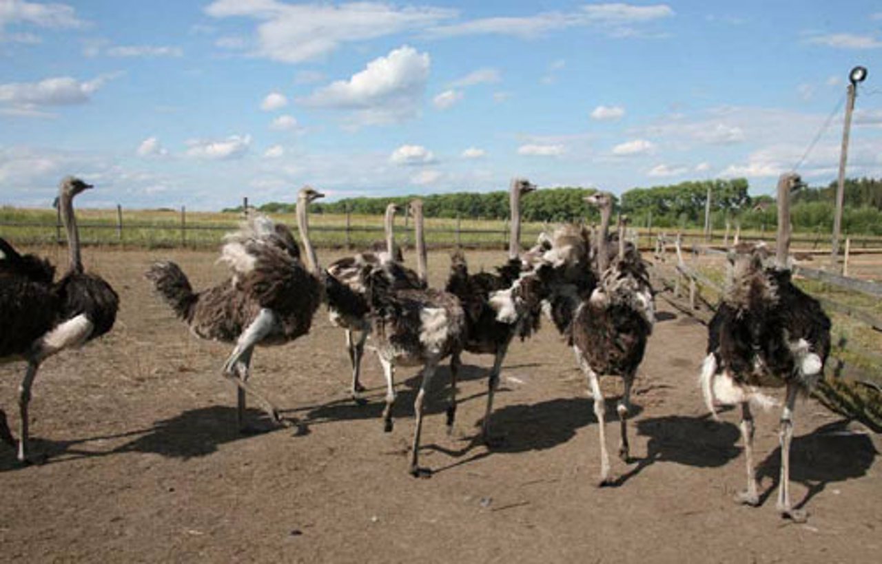 Ostrich farm "Bilaky", Sambir