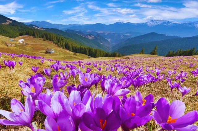 Тури на 8 березня