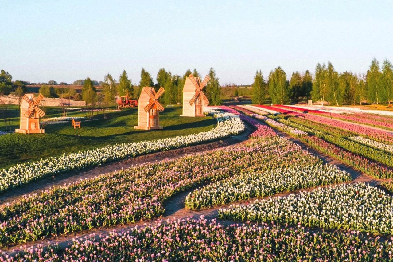 "Добропарк" оголосив акційні ціни на сезон тюльпанів 2026 року