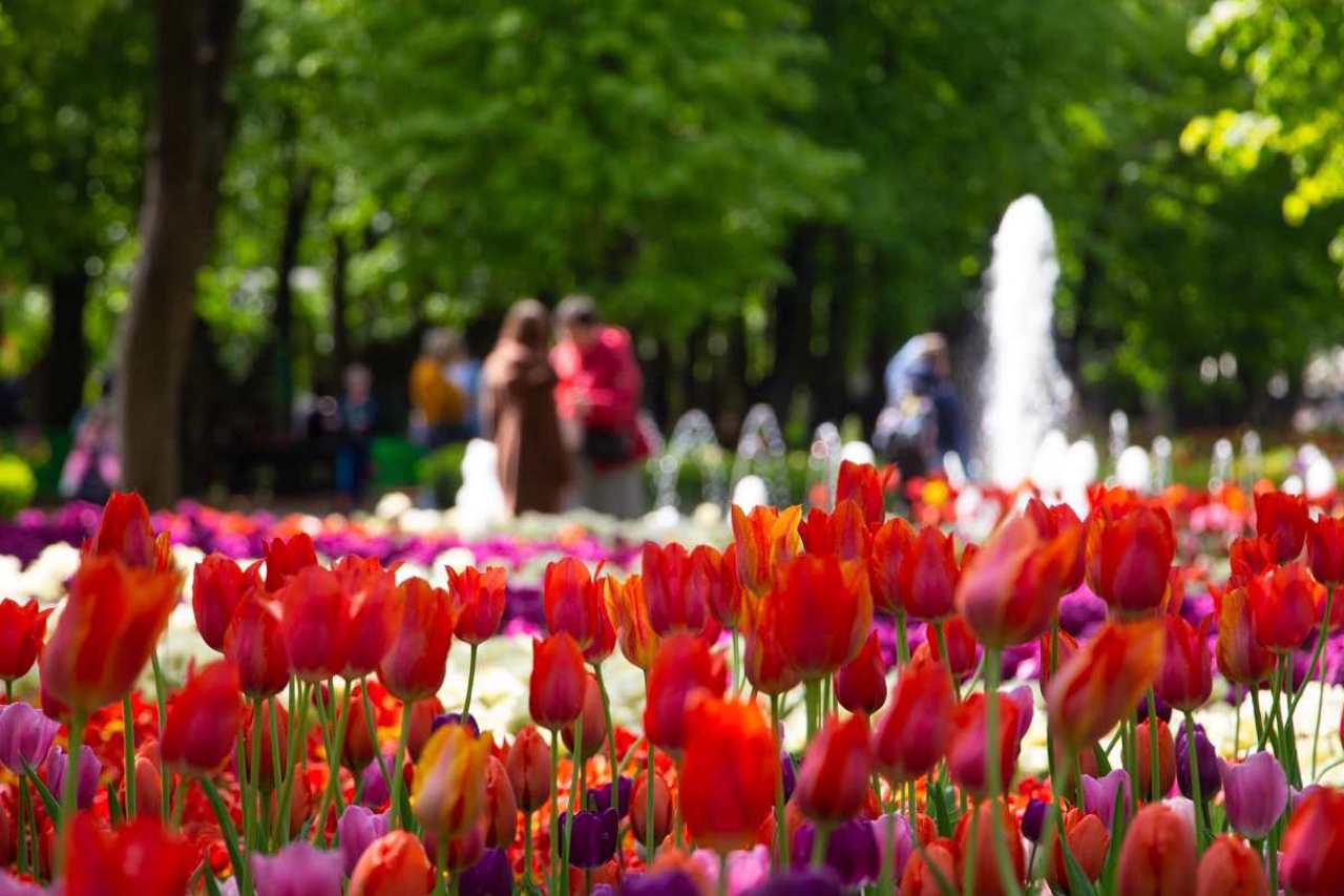 Фестиваль тюльпанів у Кропивницькому 2026 буде безкоштовним