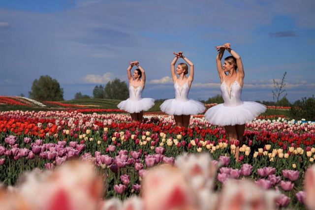 Мільйони тюльпанів розцвітуть за місяць у "Добропарку"