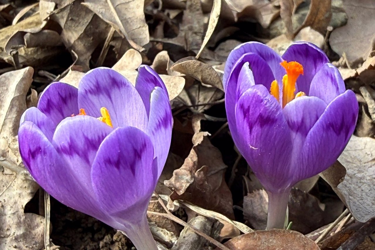 На Закарпатті почали цвісти перші шафрани та підсніжники